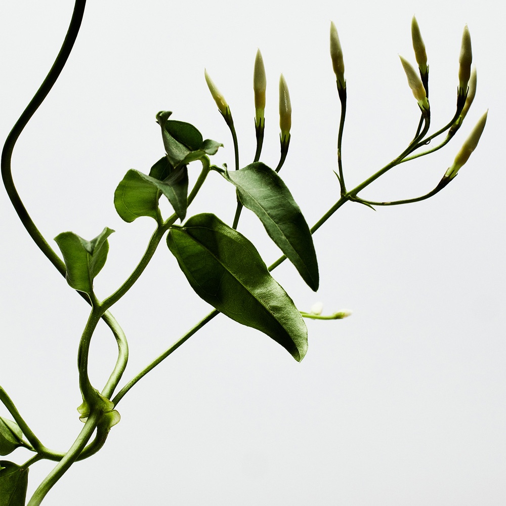 001 Woman Парфюмерная вода  купить в VISAGEHALL