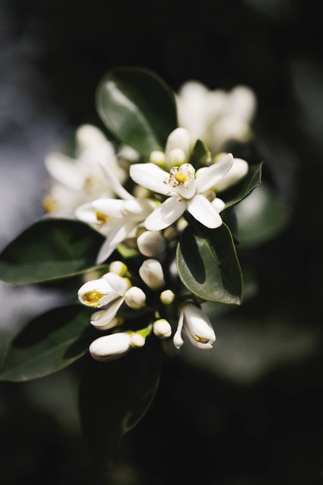 L'Interdit Edition Millesime Парфюмерная вода купить в VISAGEHALL