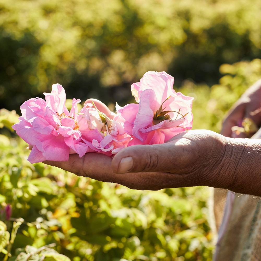 Aqua Allegoria Harvest Rosa Rossa Туалетная вода купить в VISAGEHALL