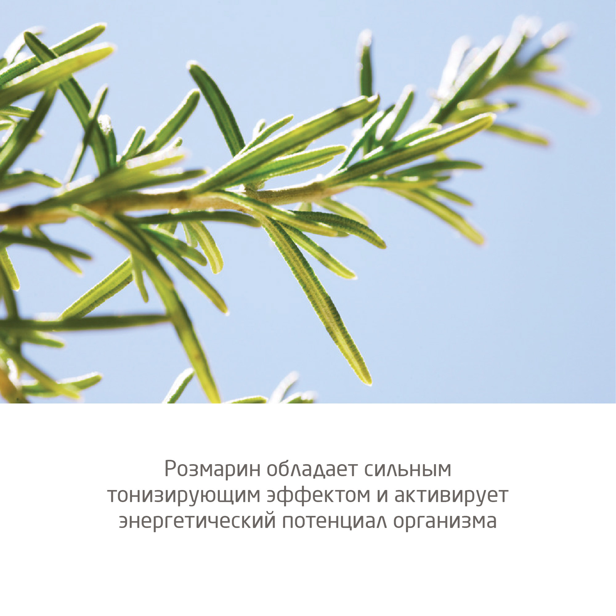 Дезодорант-ролик мужской 24 часа Roll-On  купить в VISAGEHALL