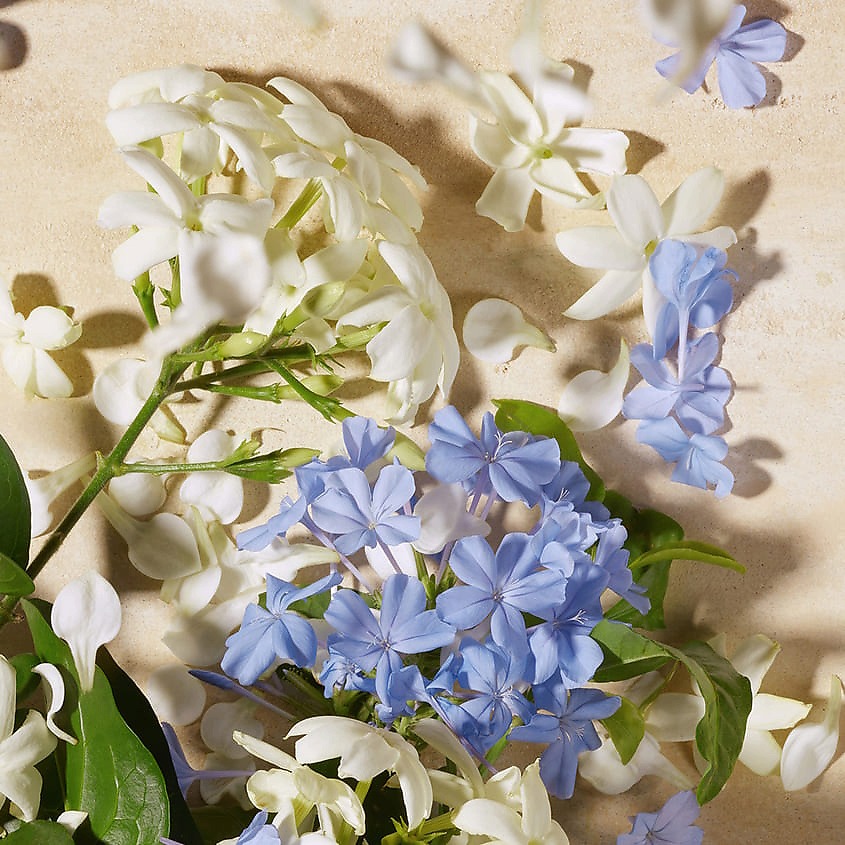 Dolce Blue Jasmine Парфюмерная вода купить в VISAGEHALL