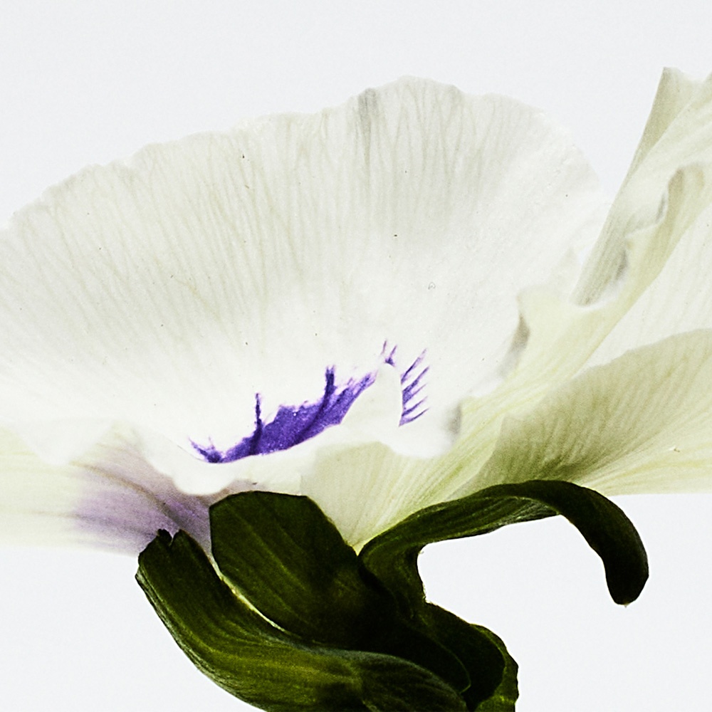 Agua Drop Парфюмерная вода купить в VISAGEHALL